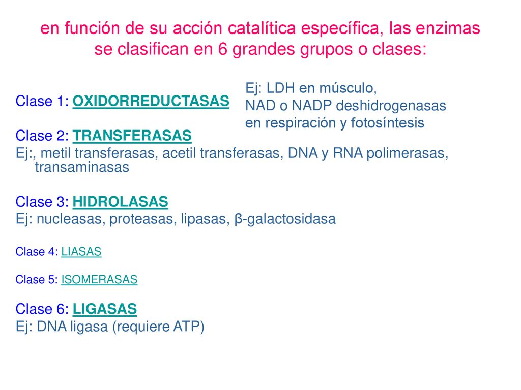 en función de su acción catalítica específica, las enzimas se clasifican en 6 grandes grupos o clases: