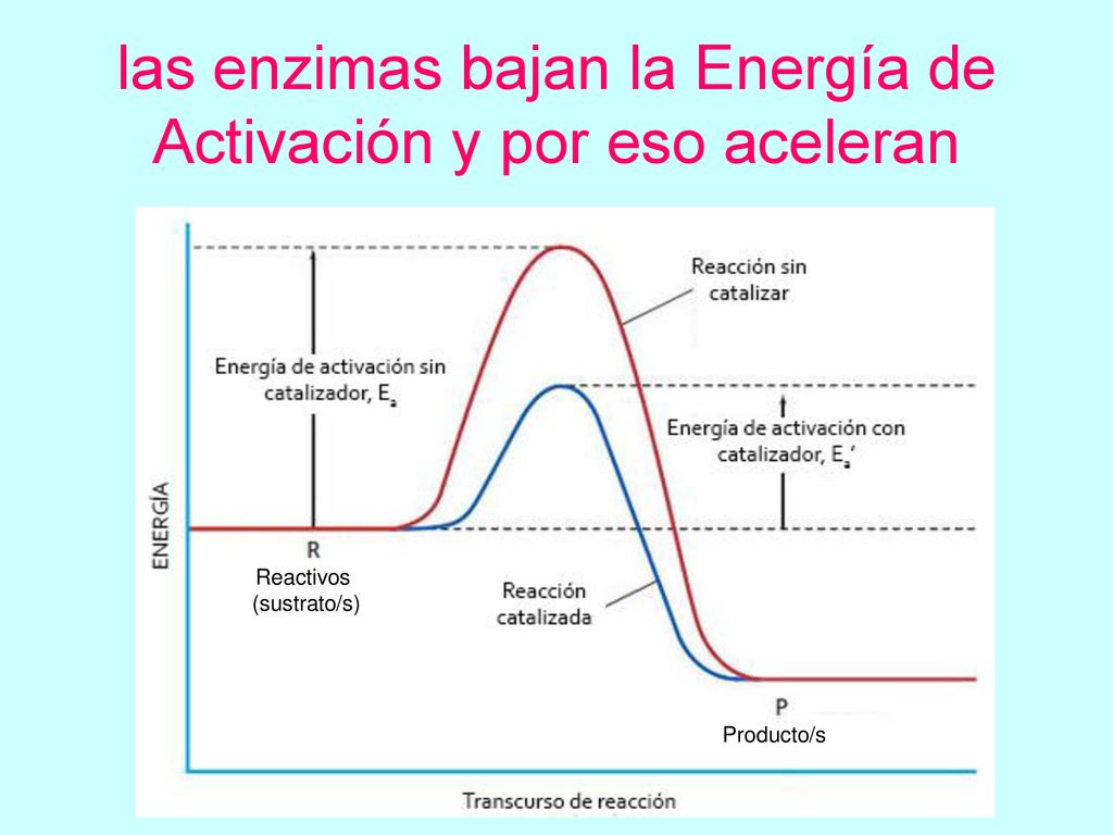 las enzimas bajan la Energía de Activación y por eso aceleran