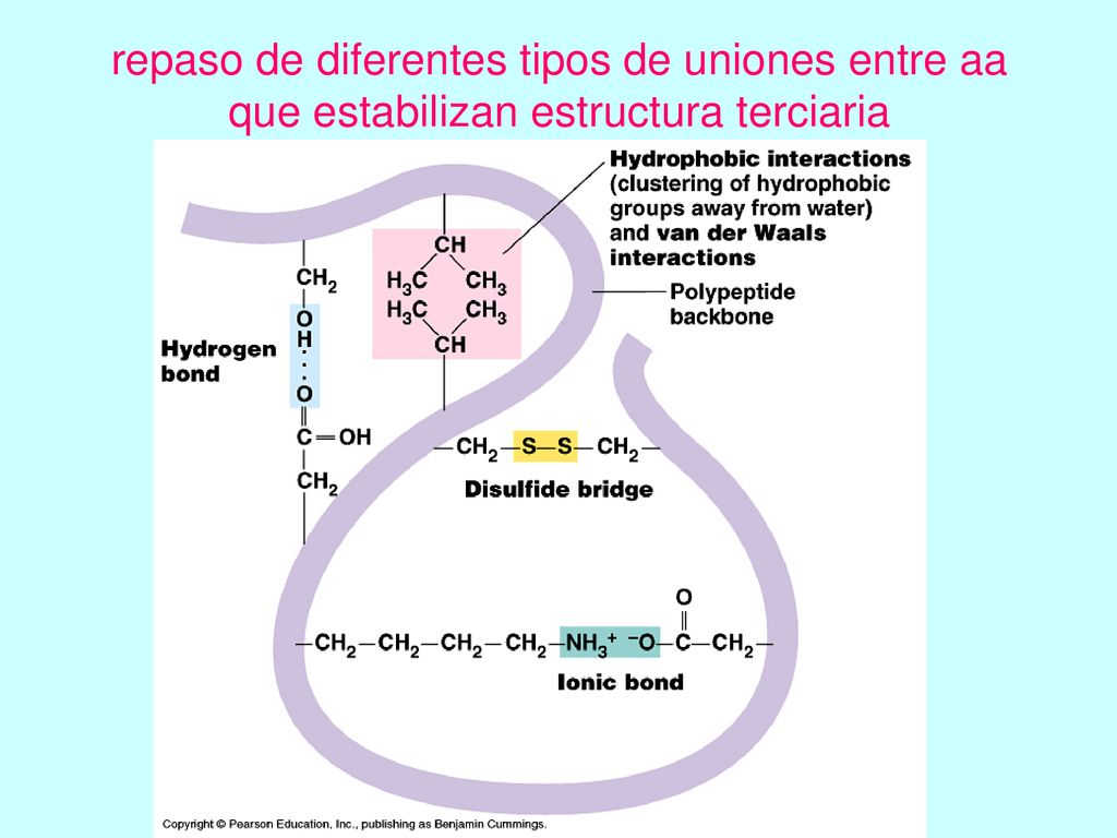 repaso de diferentes tipos de uniones entre aa que estabilizan estructura terciaria