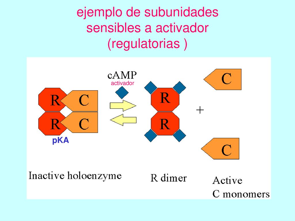 ejemplo de subunidades sensibles a activador (regulatorias )