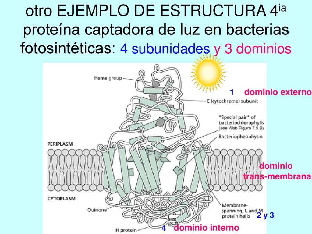 otro EJEMPLO DE ESTRUCTURA 4ia proteína captadora de luz en bacterias fotosintéticas: 4 subunidades y 3 dominios