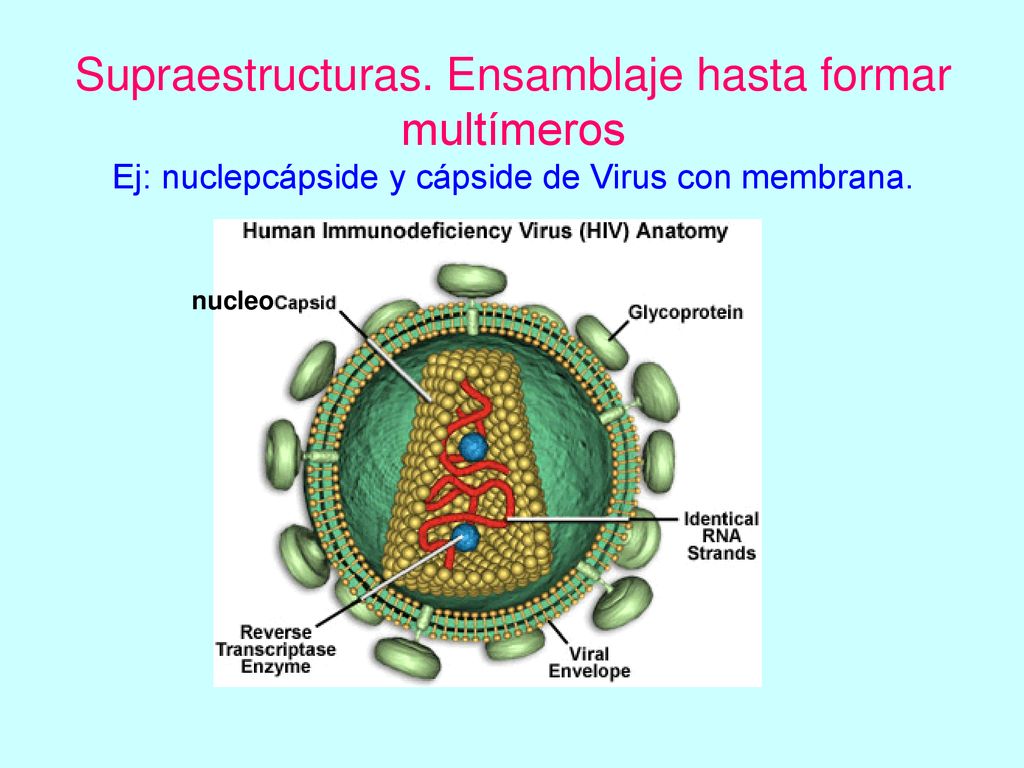 Supraestructuras. Ensamblaje hasta formar multímeros Ej: nuclepcápside y cápside de Virus con membrana.