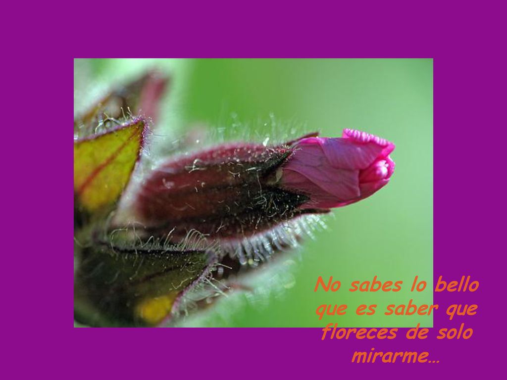 No sabes lo bello que es saber que floreces de solo mirarme…