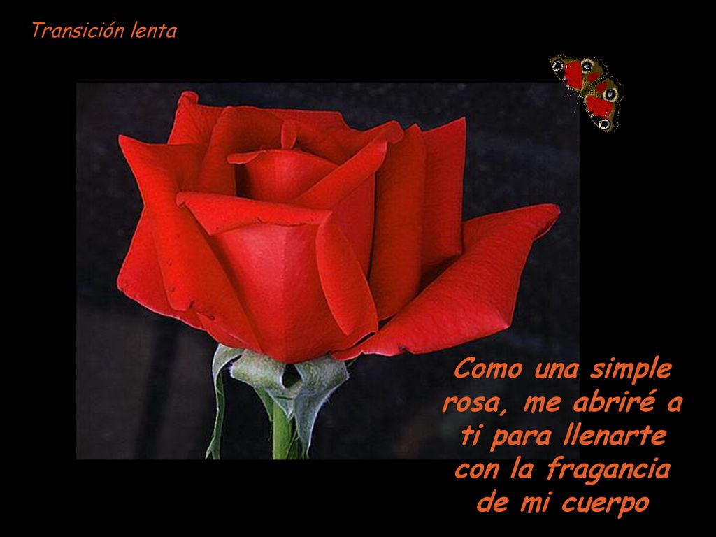 Transición lenta Como una simple rosa, me abriré a ti para llenarte con la fragancia de mi cuerpo