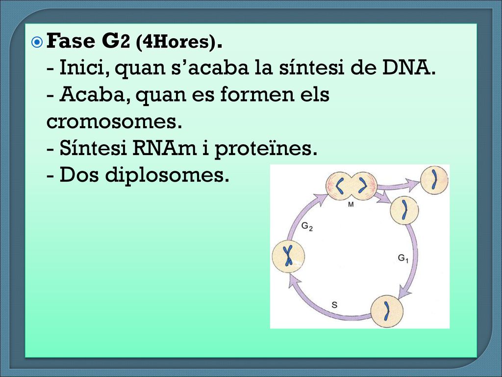 Fase G2 (4Hores). - Inici, quan s’acaba la síntesi de DNA. - Acaba, quan es formen els cromosomes.