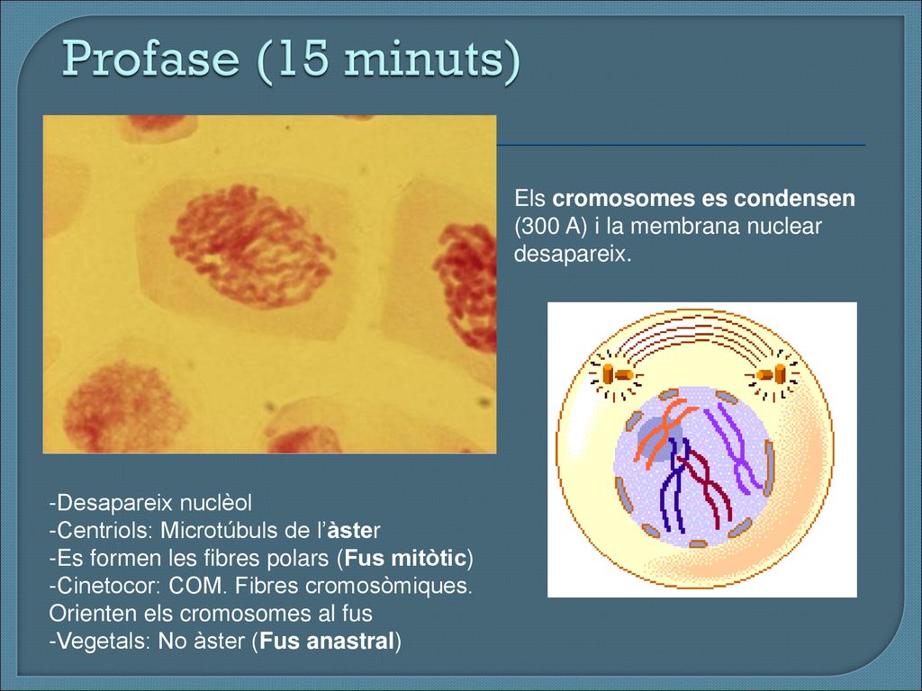 Profase (15 minuts) Els cromosomes es condensen (300 A) i la membrana nuclear desapareix. Desapareix nuclèol.