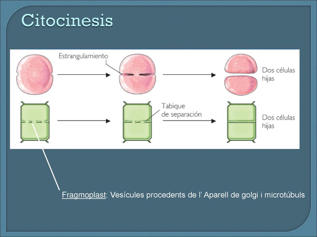 Citocinesis Fragmoplast: Vesícules procedents de l’ Aparell de golgi i microtúbuls