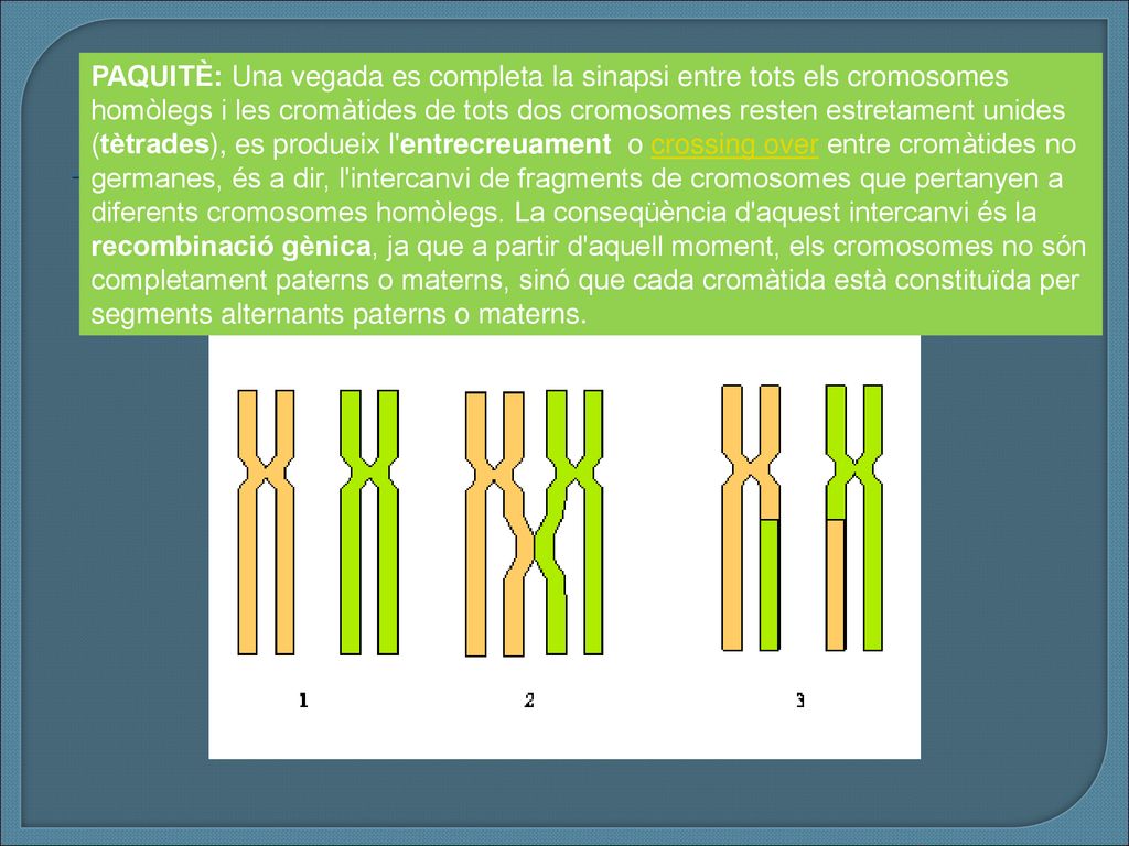 PAQUITÈ: Una vegada es completa la sinapsi entre tots els cromosomes homòlegs i les cromàtides de tots dos cromosomes resten estretament unides (tètrades), es produeix l entrecreuament o crossing over entre cromàtides no germanes, és a dir, l intercanvi de fragments de cromosomes que pertanyen a diferents cromosomes homòlegs.
