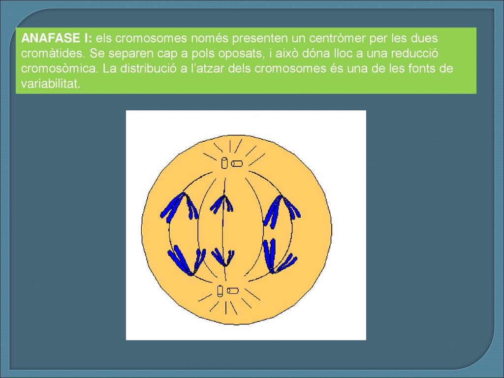 ANAFASE I: els cromosomes només presenten un centròmer per les dues cromàtides.
