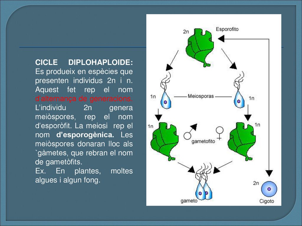 CICLE DIPLOHAPLOIDE: Es produeix en espècies que presenten individus 2n i n. Aquest fet rep el nom d’alternança de generacions. L’individu 2n genera meiòspores, rep el nom d’esporòfit. La meiosi rep el nom d’esporogènica. Les meiòspores donaran lloc als `gàmetes, que rebran el nom de gametòfits.