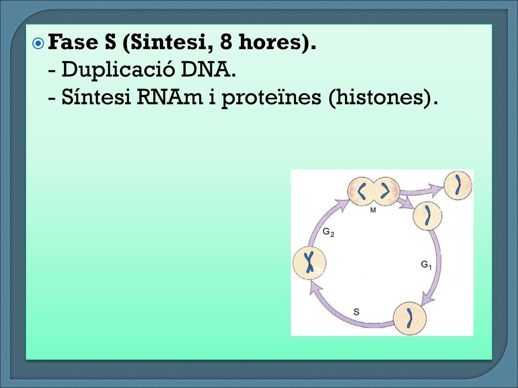 Fase S (Sintesi, 8 hores). - Duplicació DNA. - Síntesi RNAm i proteïnes (histones).
