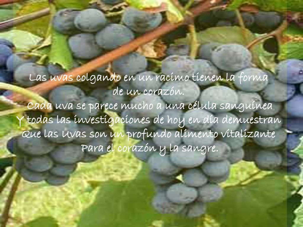 Las uvas colgando en un racimo tienen la forma de un corazón.