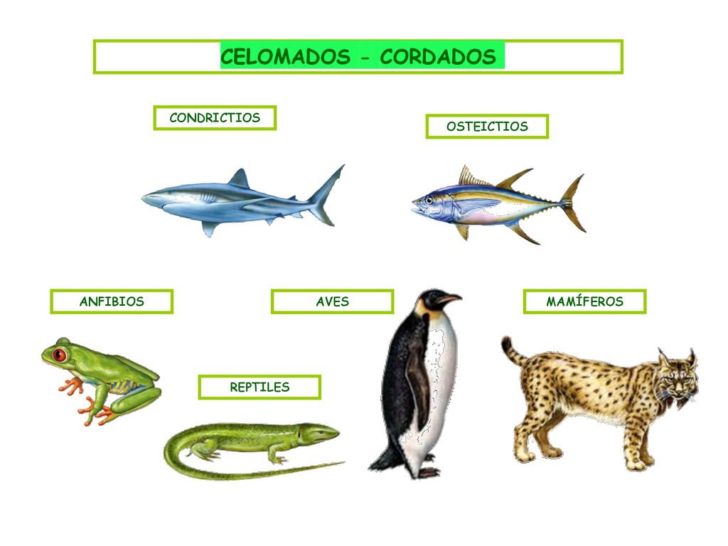 CELOMADOS - CORDADOS CONDRICTIOS OSTEICTIOS ANFIBIOS AVES MAMÍFEROS