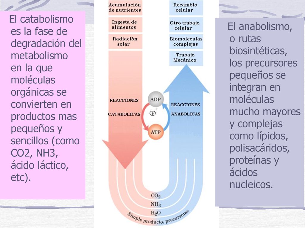 El catabolismo es la fase de degradación del metabolismo en la que moléculas orgánicas se convierten en productos mas pequeños y sencillos (como CO2, NH3, ácido láctico, etc).