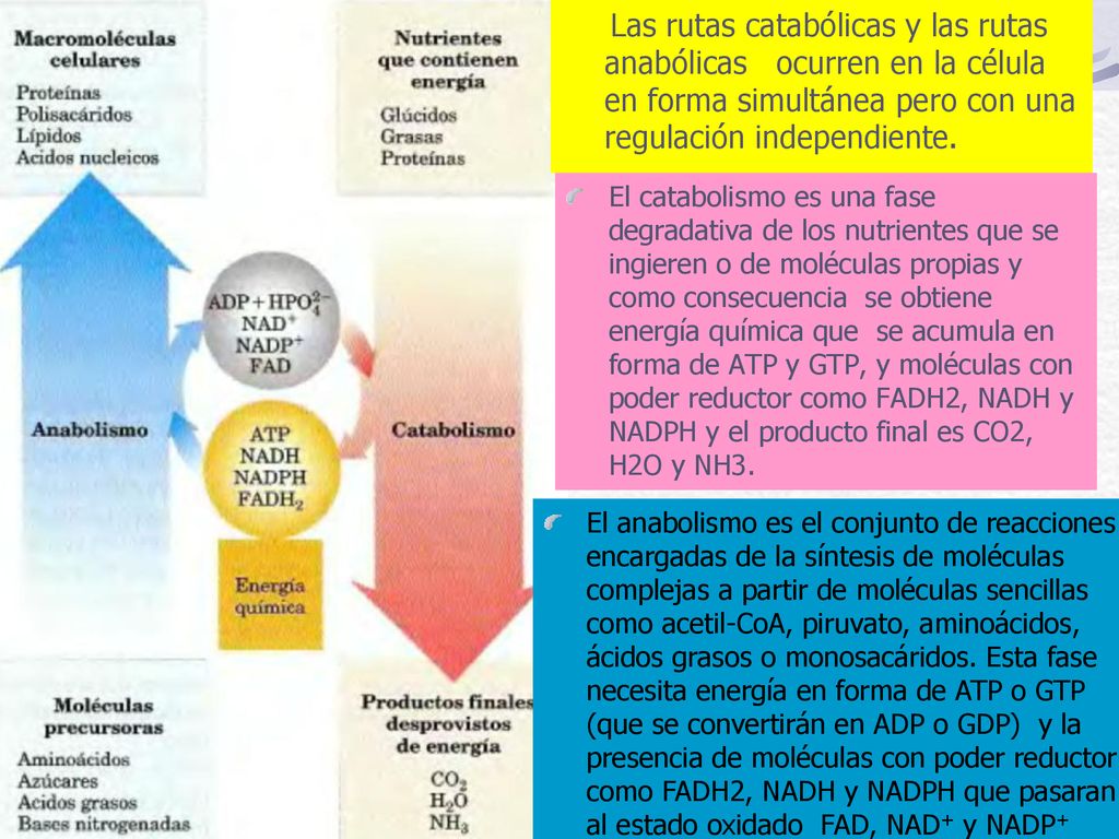 Las rutas catabólicas y las rutas anabólicas ocurren en la célula en forma simultánea pero con una regulación independiente.