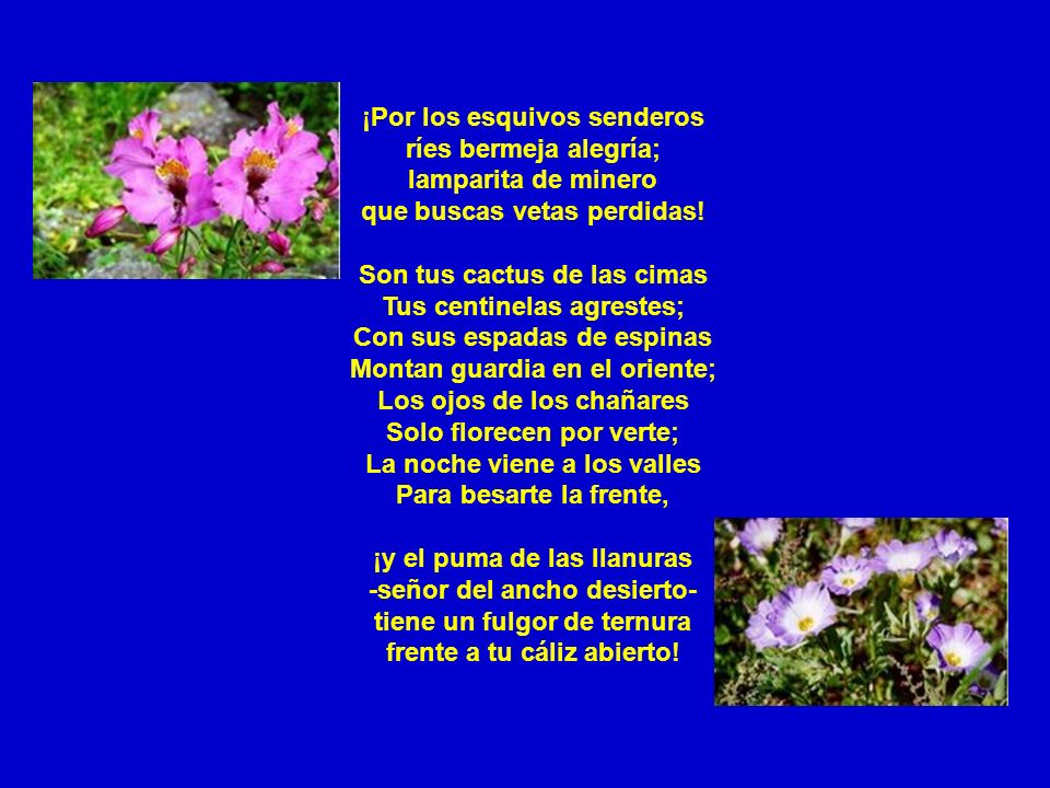 ¡Por los esquivos senderos ríes bermeja alegría; lamparita de minero que buscas vetas perdidas! Son tus cactus de las cimas Tus centinelas agrestes; Con sus espadas de espinas Montan guardia en el oriente; Los ojos de los chañares Solo florecen por verte; La noche viene a los valles Para besarte la frente,