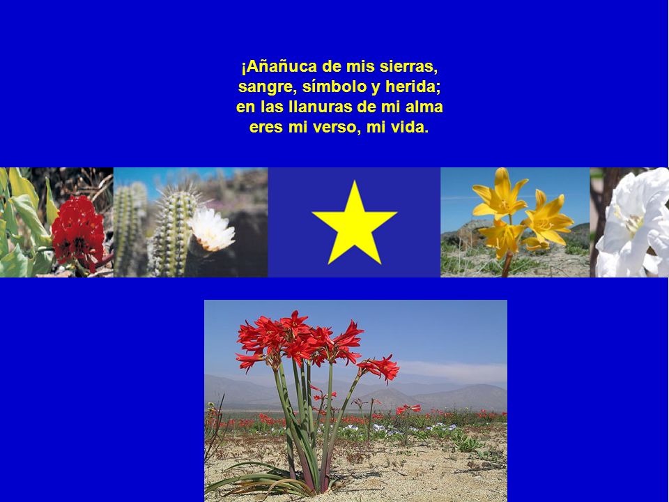 ¡Añañuca de mis sierras, sangre, símbolo y herida; en las llanuras de mi alma eres mi verso, mi vida.