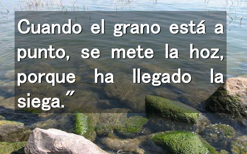 Cuando el grano está a punto, se mete la hoz, porque ha llegado la siega.