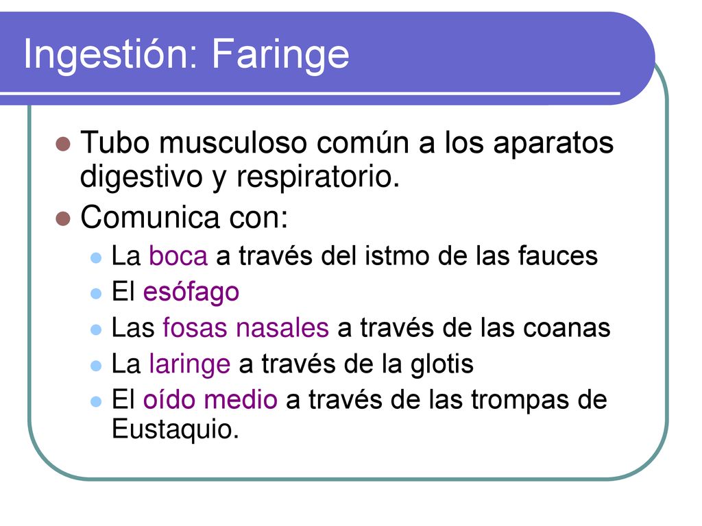 Ingestión: Faringe Tubo musculoso común a los aparatos digestivo y respiratorio. Comunica con: La boca a través del istmo de las fauces.
