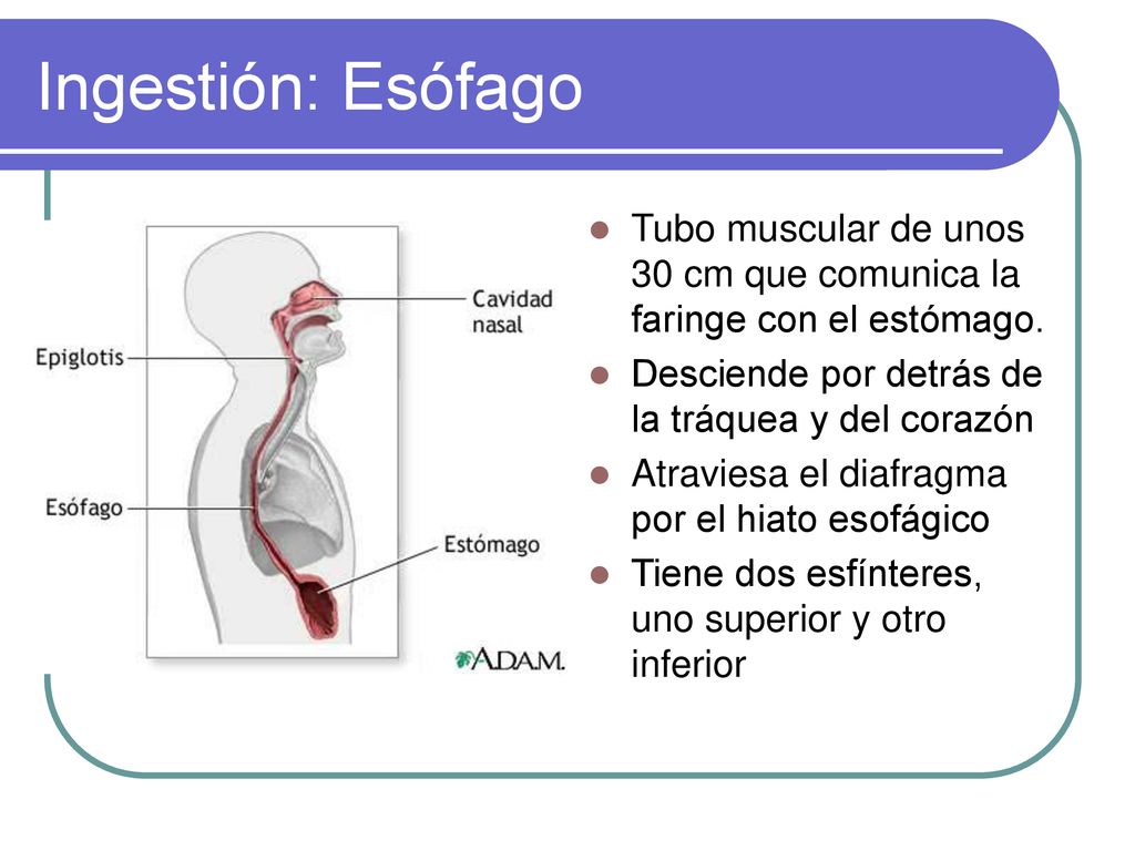 Ingestión: Esófago Tubo muscular de unos 30 cm que comunica la faringe con el estómago. Desciende por detrás de la tráquea y del corazón.