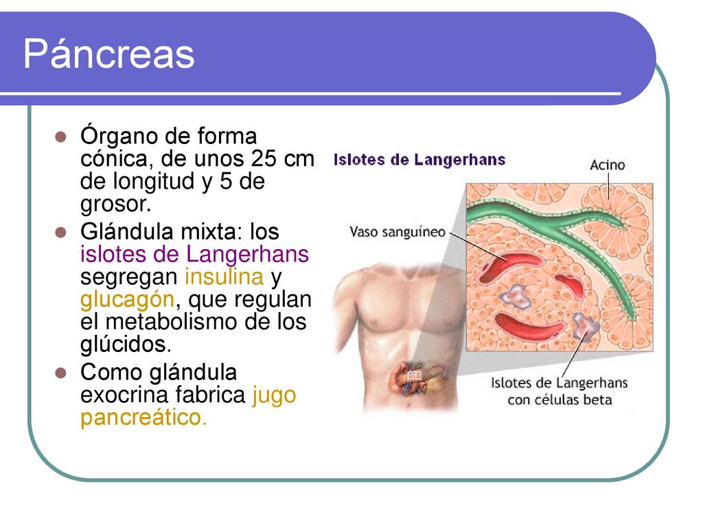 Páncreas Órgano de forma cónica, de unos 25 cm de longitud y 5 de grosor.