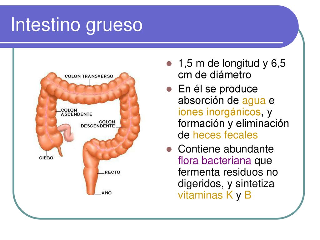 Intestino grueso 1,5 m de longitud y 6,5 cm de diámetro
