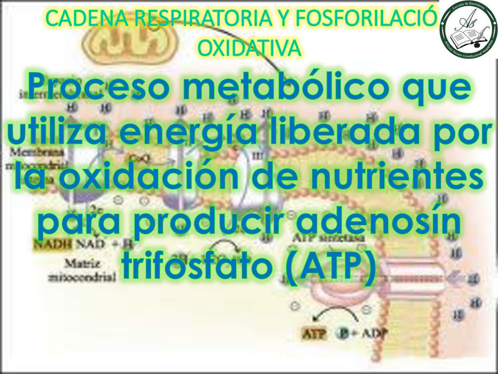 CADENA RESPIRATORIA Y FOSFORILACIÓN OXIDATIVA Proceso metabólico que utiliza energía liberada por la oxidación de nutrientes para producir adenosín trifosfato (ATP)