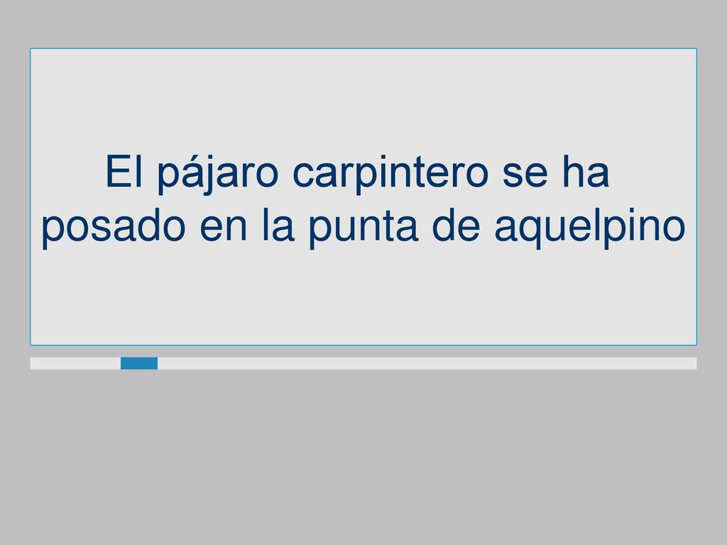 El pájaro carpintero se ha posado en la punta de aquelpino