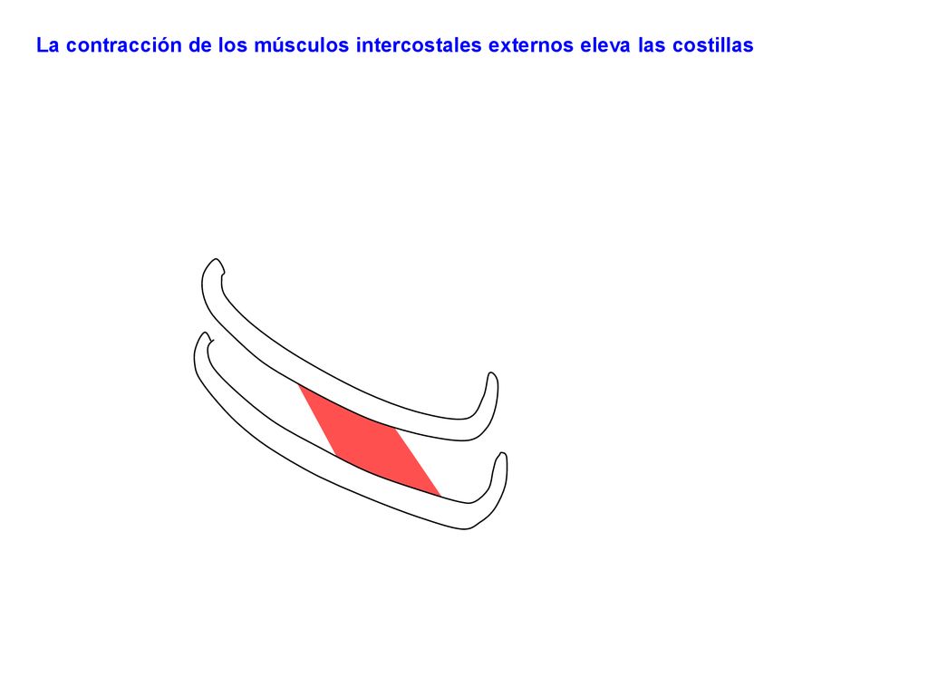 La contracción de los músculos intercostales externos eleva las costillas