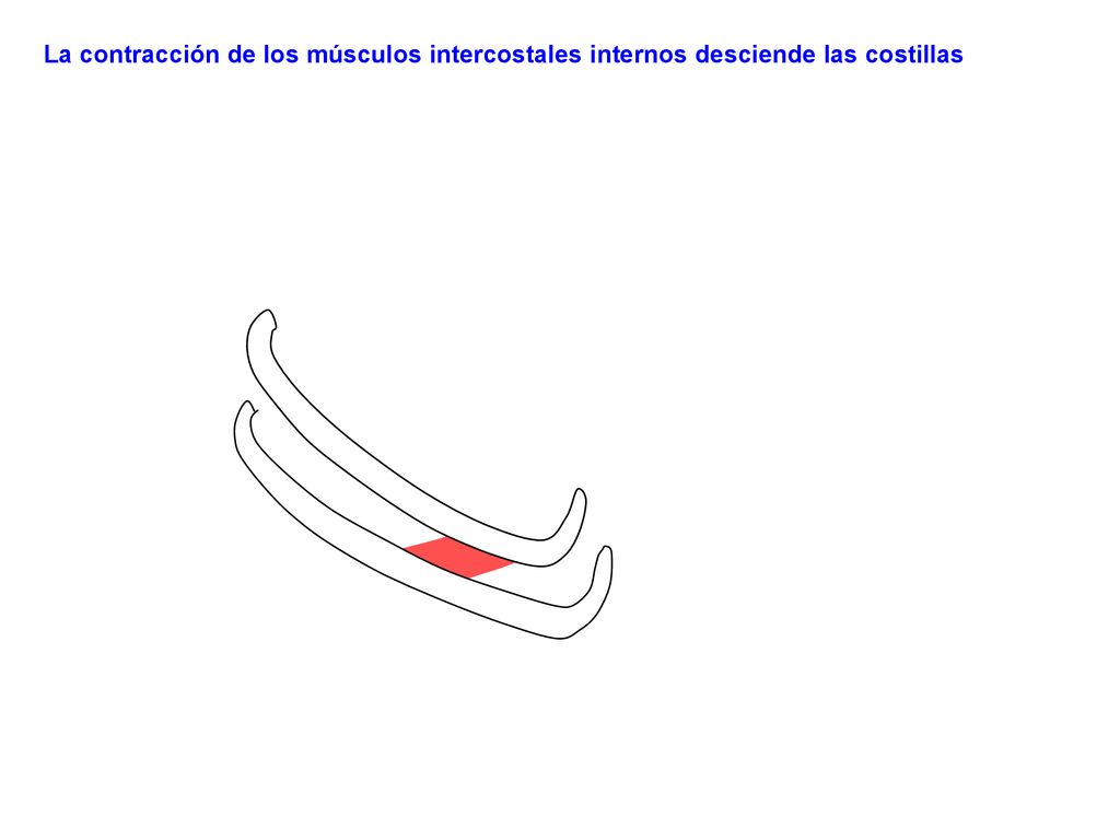 La contracción de los músculos intercostales internos desciende las costillas