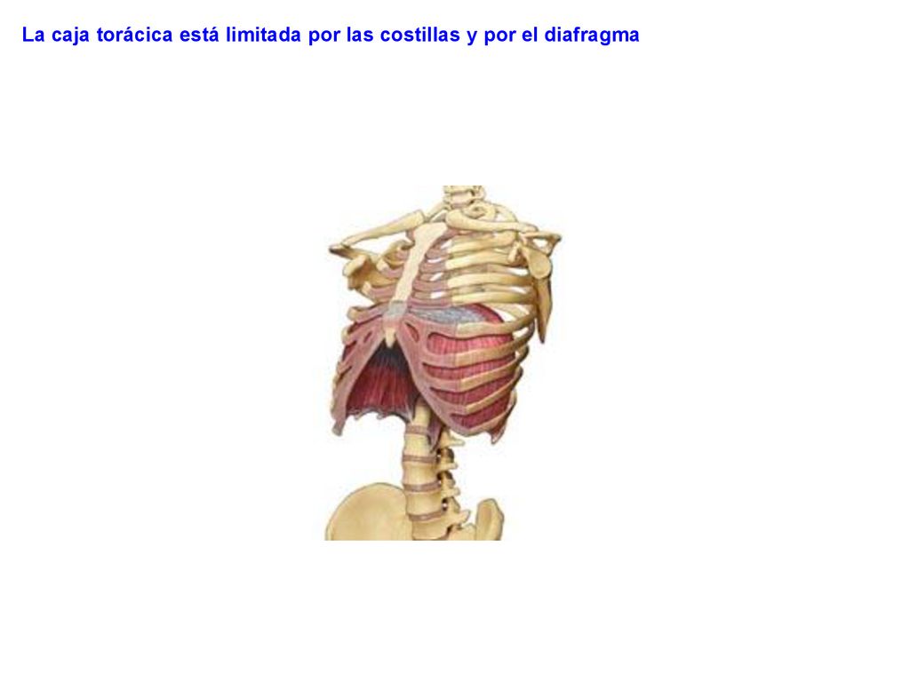 La caja torácica está limitada por las costillas y por el diafragma