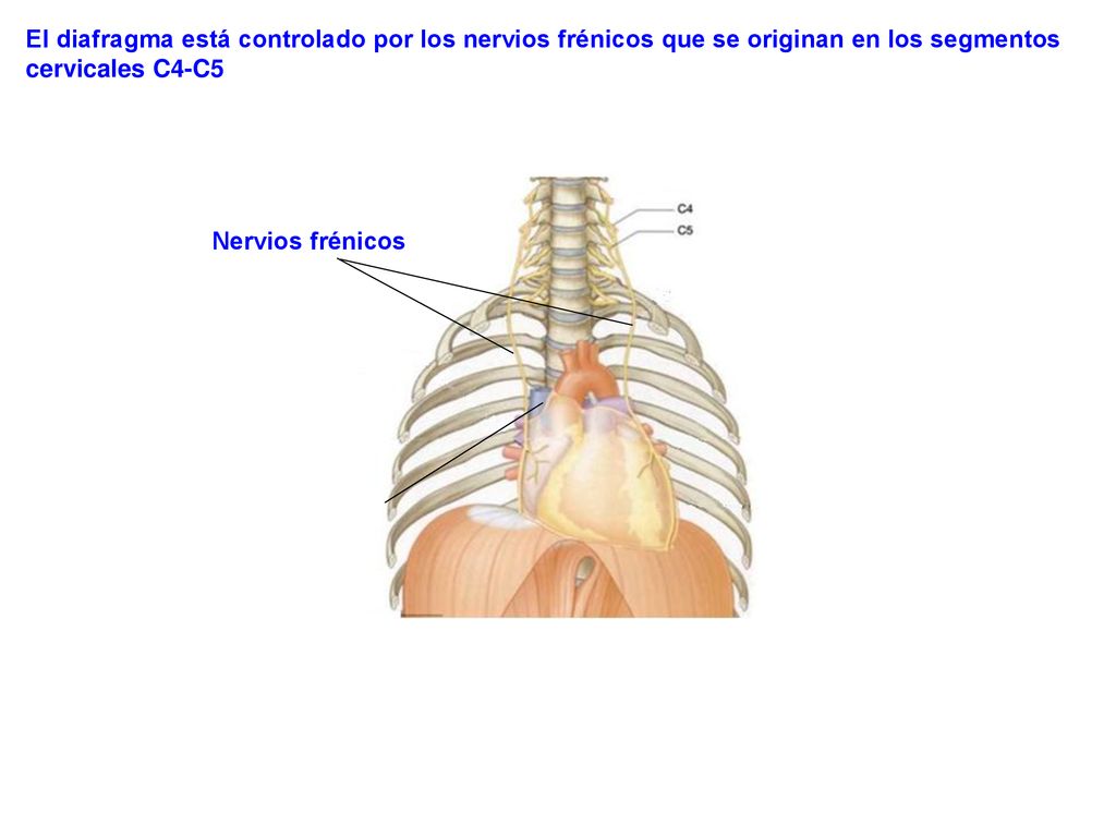 El diafragma está controlado por los nervios frénicos que se originan en los segmentos cervicales C4-C5