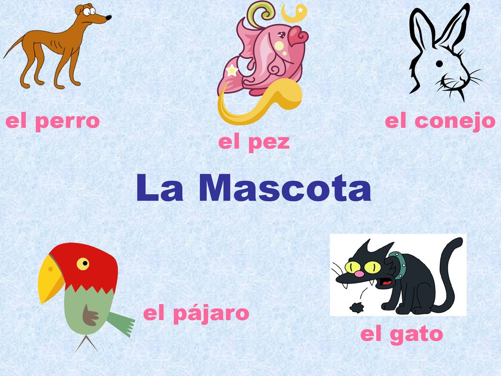 el perro el conejo el pez La Mascota el pájaro el gato