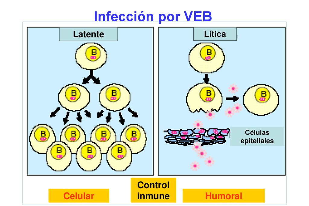 Infección por VEB Control inmune Celular Humoral Latente Lítica