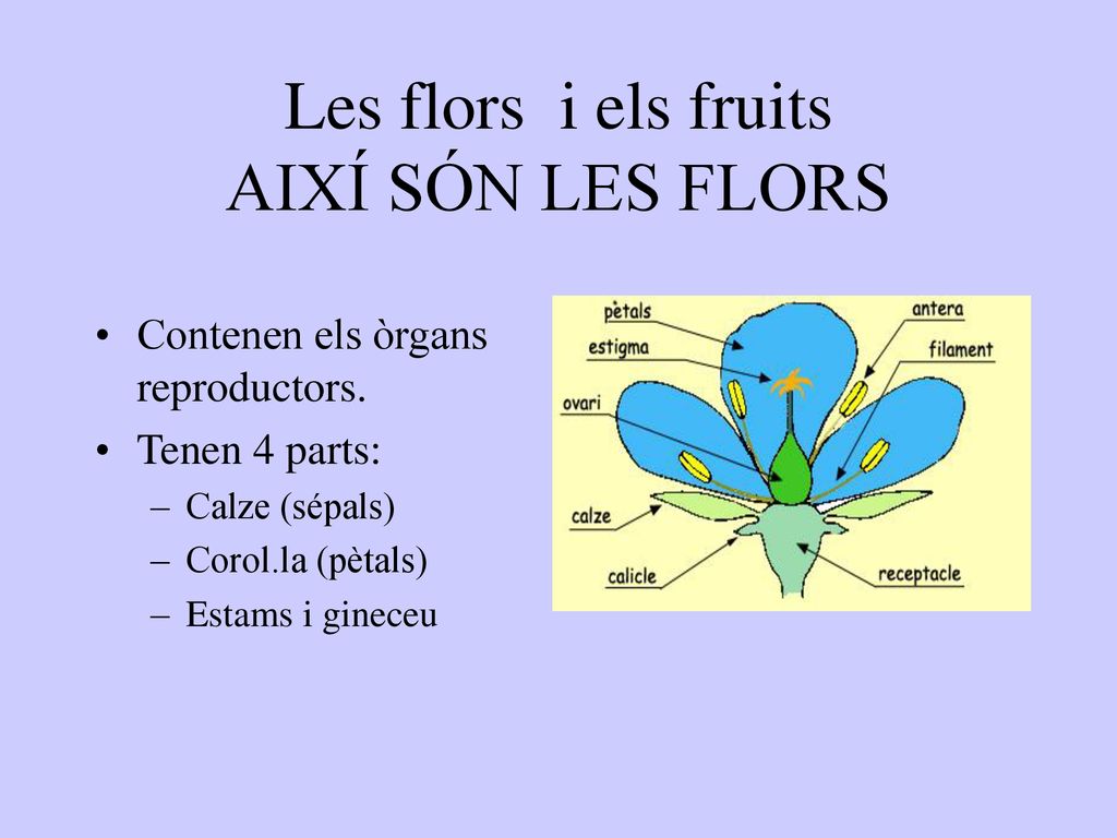 Les flors i els fruits AIXÍ SÓN LES FLORS
