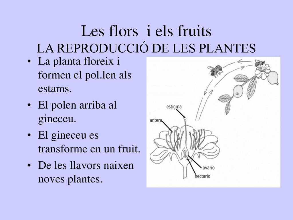 Les flors i els fruits LA REPRODUCCIÓ DE LES PLANTES