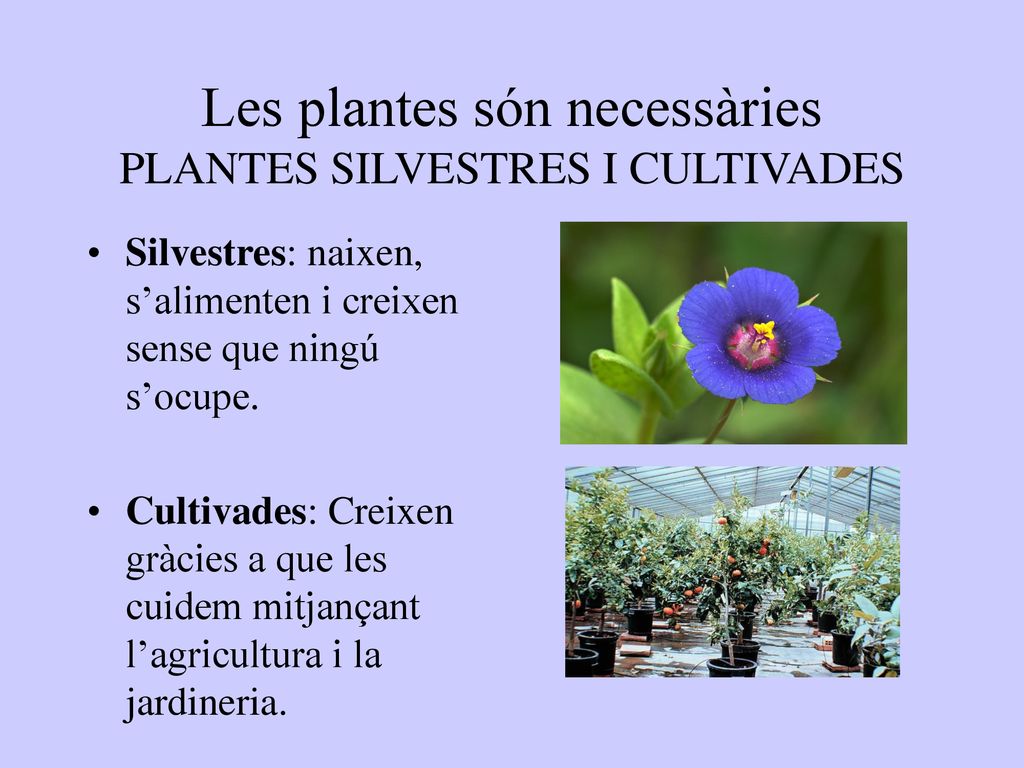 Les plantes són necessàries PLANTES SILVESTRES I CULTIVADES