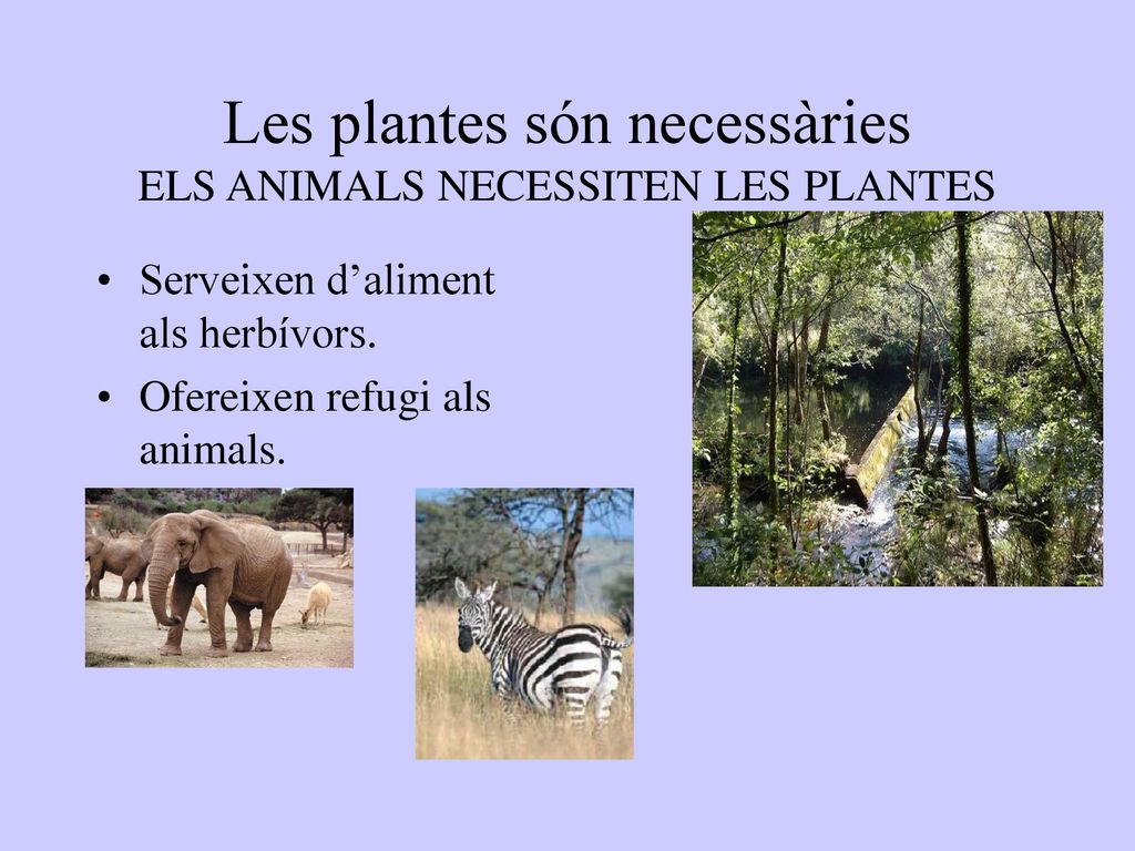 Les plantes són necessàries ELS ANIMALS NECESSITEN LES PLANTES