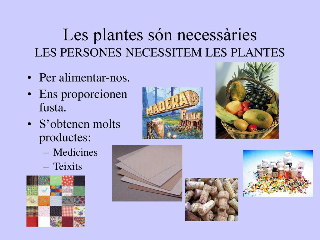Les plantes són necessàries LES PERSONES NECESSITEM LES PLANTES