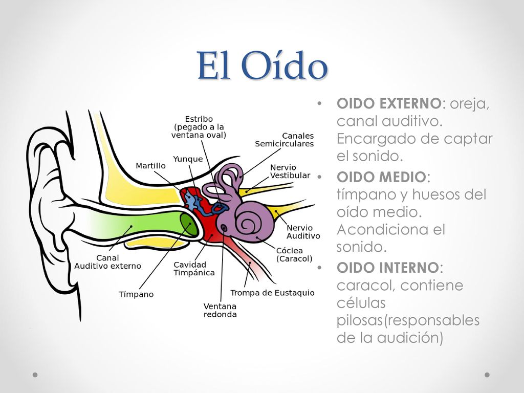 El Oído OIDO EXTERNO: oreja, canal auditivo. Encargado de captar el sonido. OIDO MEDIO: tímpano y huesos del oído medio. Acondiciona el sonido.
