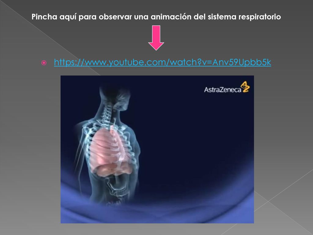 Pincha aquí para observar una animación del sistema respiratorio