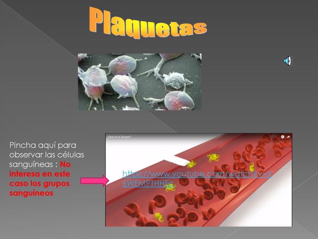 Plaquetas Pincha aquí para observar las células sanguíneas : No interesa en este caso los grupos sanguíneos.