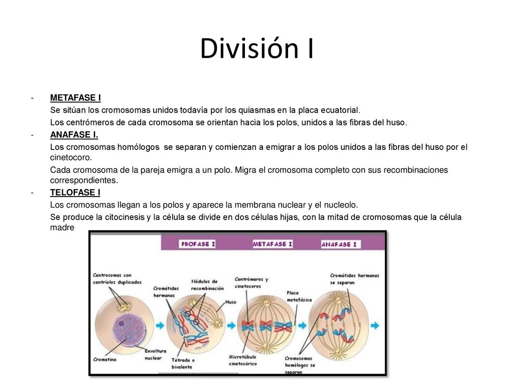 División I METAFASE I. Se sitúan los cromosomas unidos todavía por los quiasmas en la placa ecuatorial.