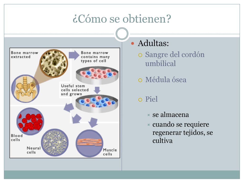 ¿Cómo se obtienen Adultas: Sangre del cordón umbilical Médula ósea