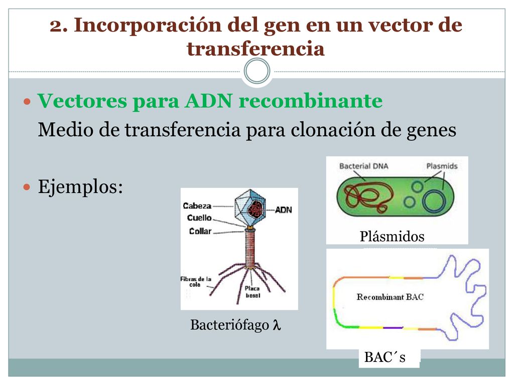2. Incorporación del gen en un vector de transferencia