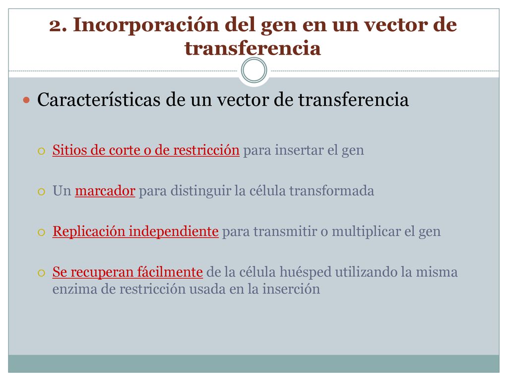 2. Incorporación del gen en un vector de transferencia
