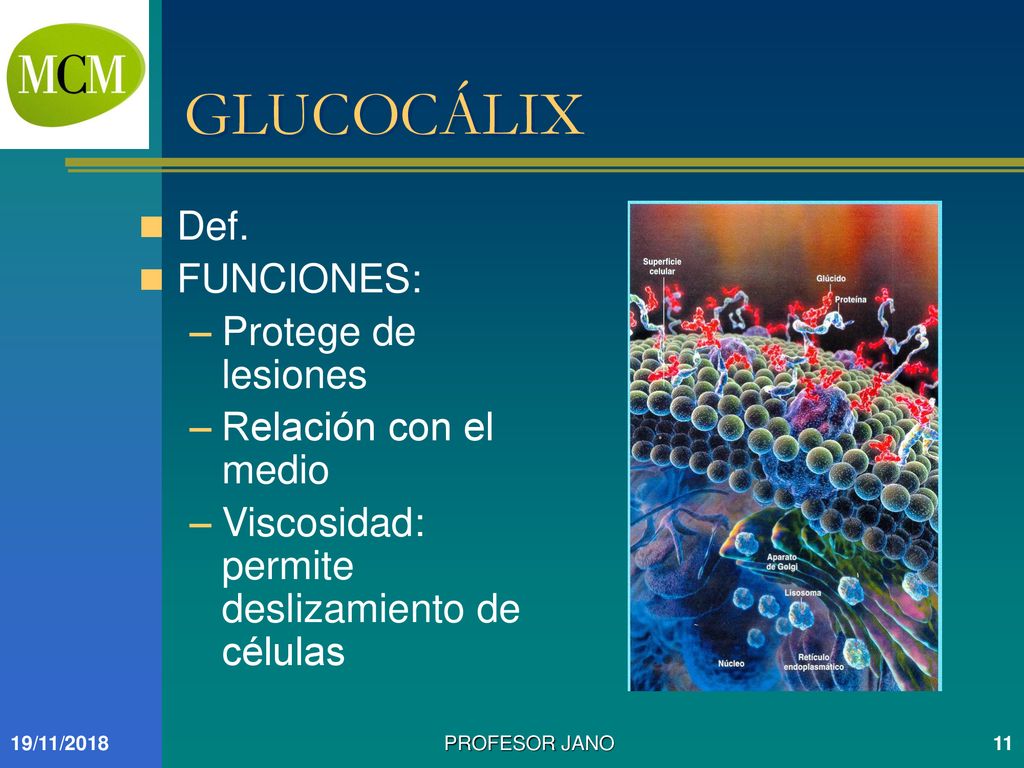GLUCOCÁLIX Def. FUNCIONES: Protege de lesiones Relación con el medio