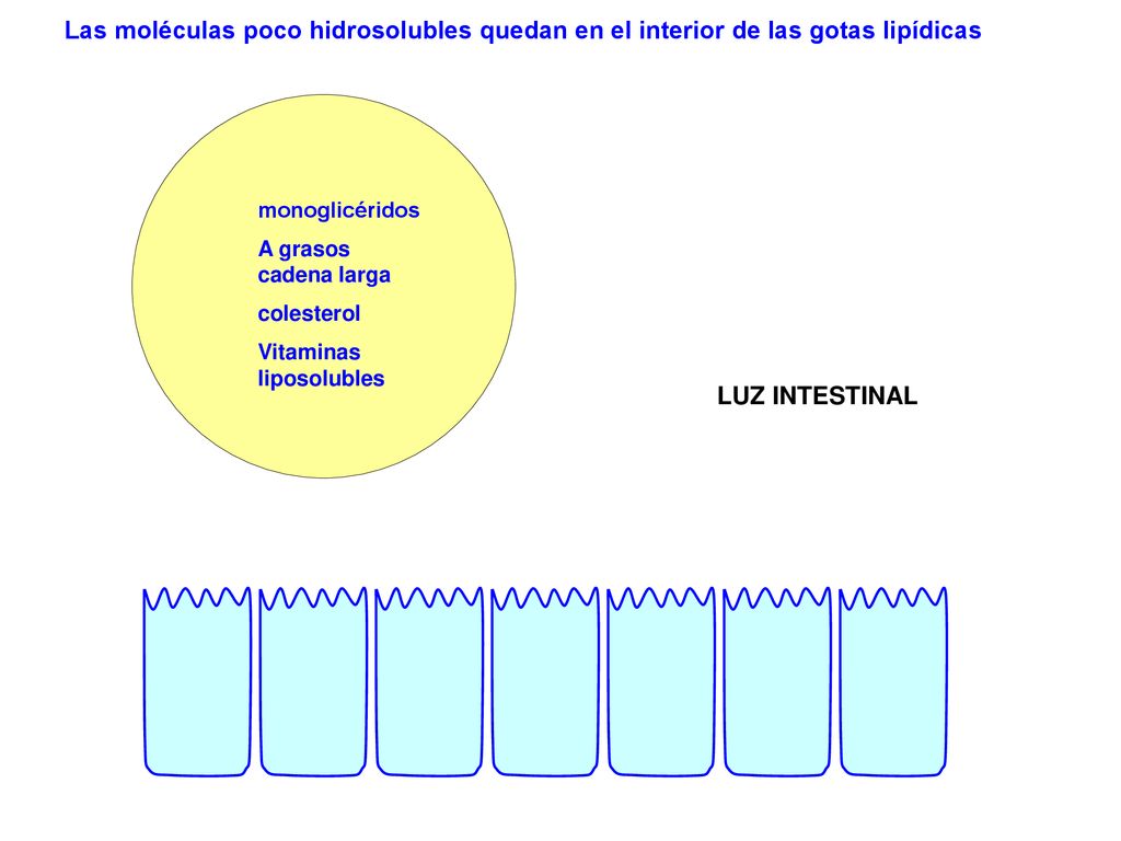 Las moléculas poco hidrosolubles quedan en el interior de las gotas lipídicas