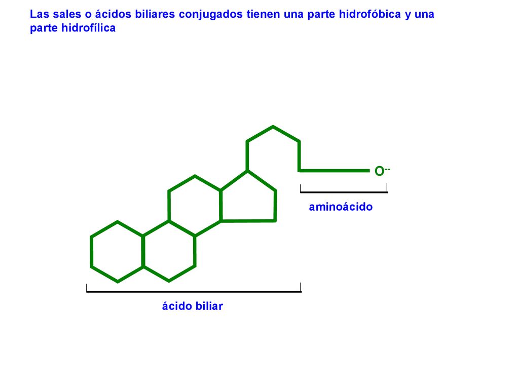 Las sales o ácidos biliares conjugados tienen una parte hidrofóbica y una parte hidrofílica