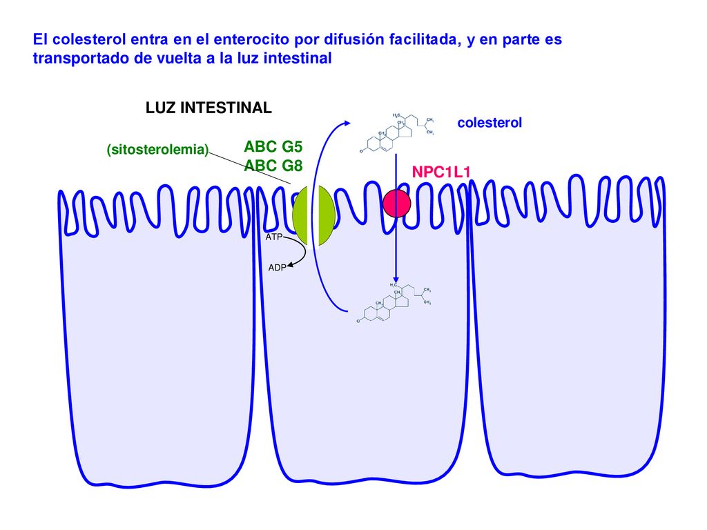 El colesterol entra en el enterocito por difusión facilitada, y en parte es transportado de vuelta a la luz intestinal